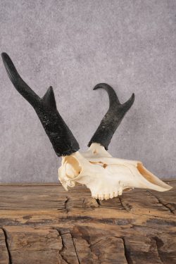 Pronghorn Antelope Skull SKU 2917