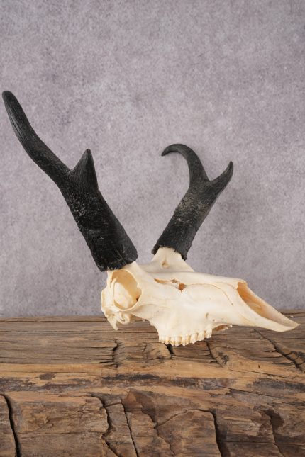 Pronghorn Antelope Skull SKU 2917