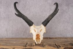 Pronghorn Antelope Skull SKU 2917 - Image 4