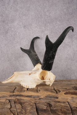 Pronghorn Antelope Skull SKU 2917 - Image 3