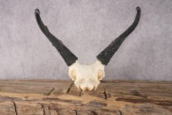 Pronghorn Antelope Skull SKU 2917 - Image 2