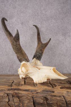 Pronghorn Antelope Skull SKU 2916