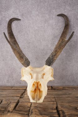 Pronghorn Antelope Skull SKU 2916 - Image 4
