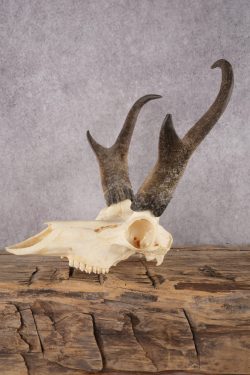 Pronghorn Antelope Skull SKU 2916 - Image 3