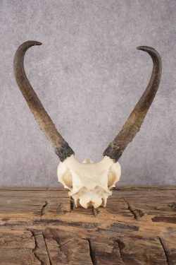 Pronghorn Antelope Skull SKU 2916 - Image 2
