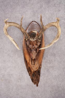Painted Whitetail Deer Skull SKU 2918