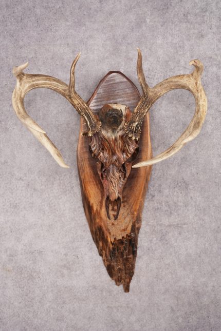 Painted Whitetail Deer Skull SKU 2918