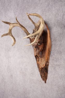 Painted Whitetail Deer Skull SKU 2918 - Image 7