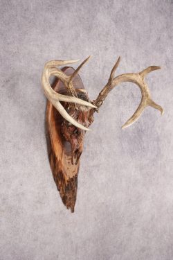 Painted Whitetail Deer Skull SKU 2918 - Image 6