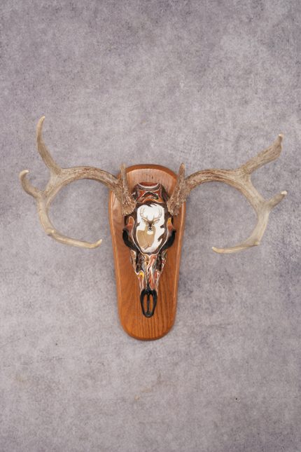Painted Whitetail Deer Skull SKU 2915