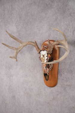 Painted Whitetail Deer Skull SKU 2915 - Image 6