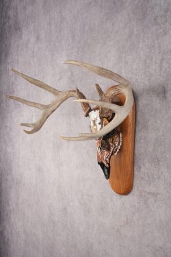 Painted Whitetail Deer Skull SKU 2915 - Image 5