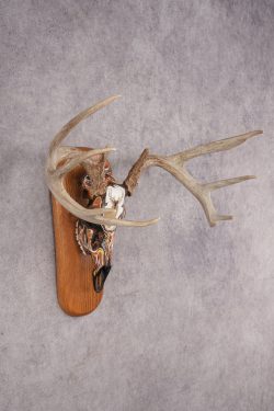 Painted Whitetail Deer Skull SKU 2915 - Image 4