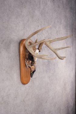 Painted Whitetail Deer Skull SKU 2915 - Image 3