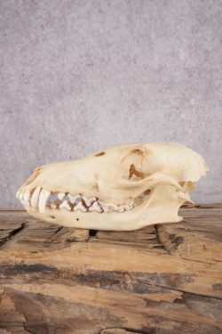 Fox Skull SKU 2994