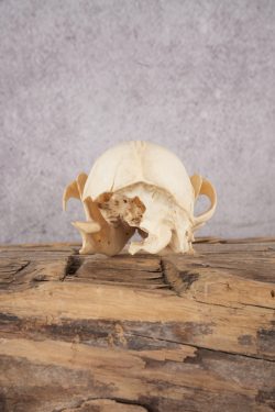 Fox Skull SKU 2994 - Image 4