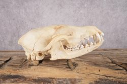 Fox Skull SKU 2994 - Image 3