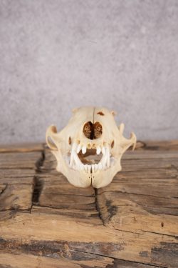 Fox Skull SKU 2994 - Image 2