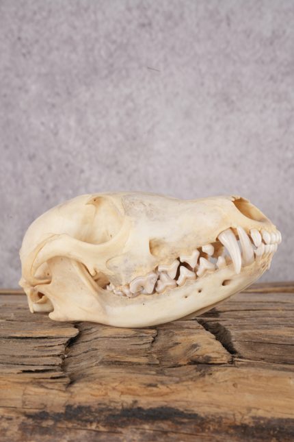 Fox Skull SKU 2993
