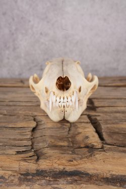 Fox Skull SKU 2993 - Image 4