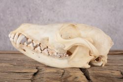 Fox Skull SKU 2993 - Image 3