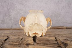 Fox Skull SKU 2993 - Image 2