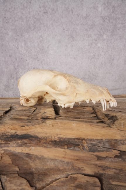 Fox Skull SKU 2991