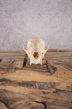 Fox Skull SKU 2991 - Image 4