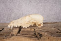 Fox Skull SKU 2991 - Image 3