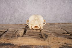 Fox Skull SKU 2991 - Image 2