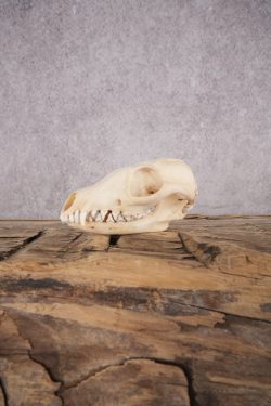 Fox Skull SKU 2992