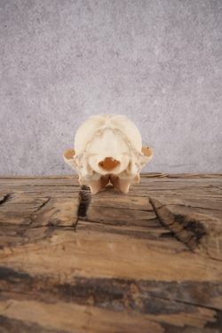 Fox Skull SKU 2992 - Image 4