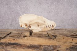 Fox Skull SKU 2992 - Image 3