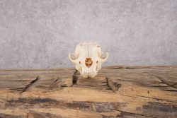 Fox Skull SKU 2992 - Image 2