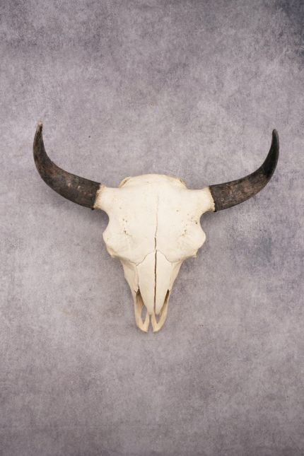 Bison Skull SKU 3041