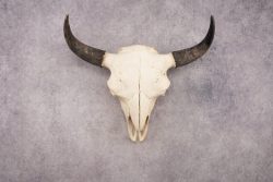 Bison Skull SKU 3041 - Image 8