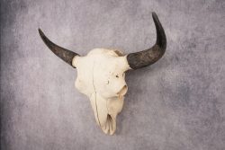 Bison Skull SKU 3041 - Image 7