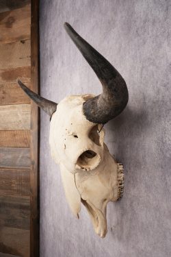 Bison Skull SKU 3041 - Image 6