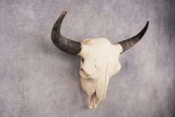 Bison Skull SKU 3041 - Image 5