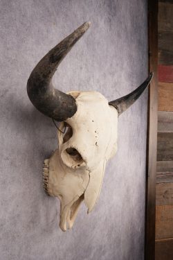 Bison Skull SKU 3041 - Image 4