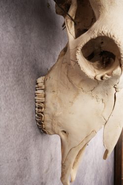 Bison Skull SKU 3041 - Image 3