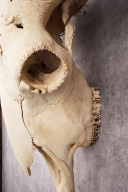 Bison Skull SKU 3041 - Image 2