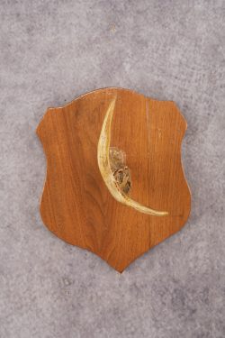 Whitetail Deer Hook Display SKU 3021 - Image 5