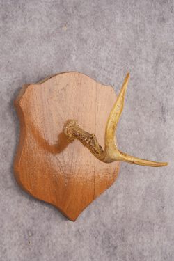 Whitetail Deer Hook Display SKU 3021 - Image 2