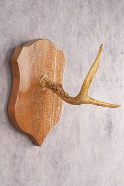 Whitetail Deer Hook Display SKU 3021