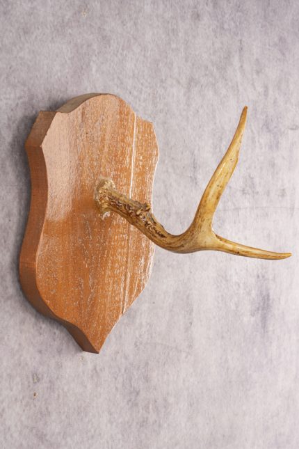 Whitetail Deer Hook Display SKU 3021