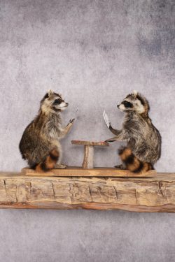 Poker Playing Raccoons SKU 3077