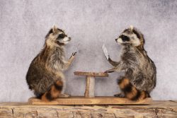 Poker Playing Raccoons SKU 3077 - Image 8