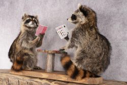 Poker Playing Raccoons SKU 3077 - Image 7