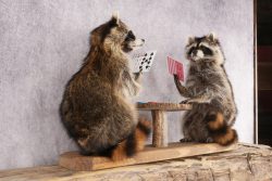 Poker Playing Raccoons SKU 3077 - Image 6